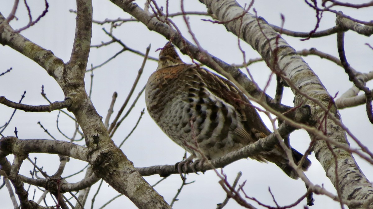 Ruffed Grouse - ML537718021