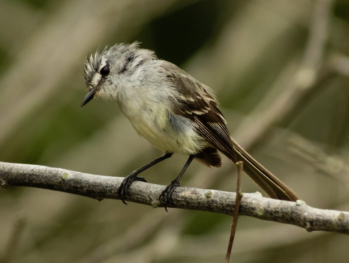 White-crested Tyrannulet (Sulphur-bellied) - ML537718341