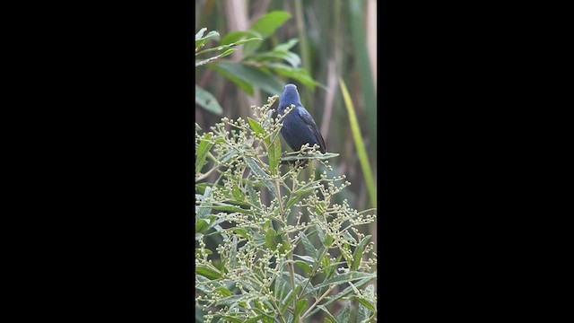 Ultramarine Grosbeak - ML537719131