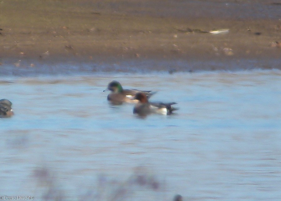 Eurasian Wigeon - David Kirschke