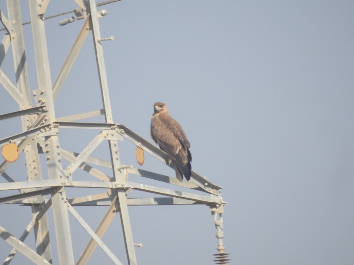 Águila sp. (Aquila sp.) - ML537720671