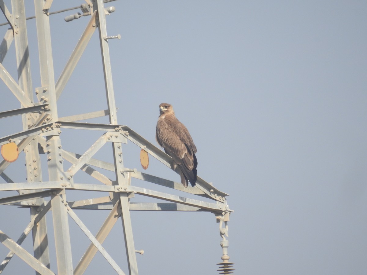 Águila sp. (Aquila sp.) - ML537720701