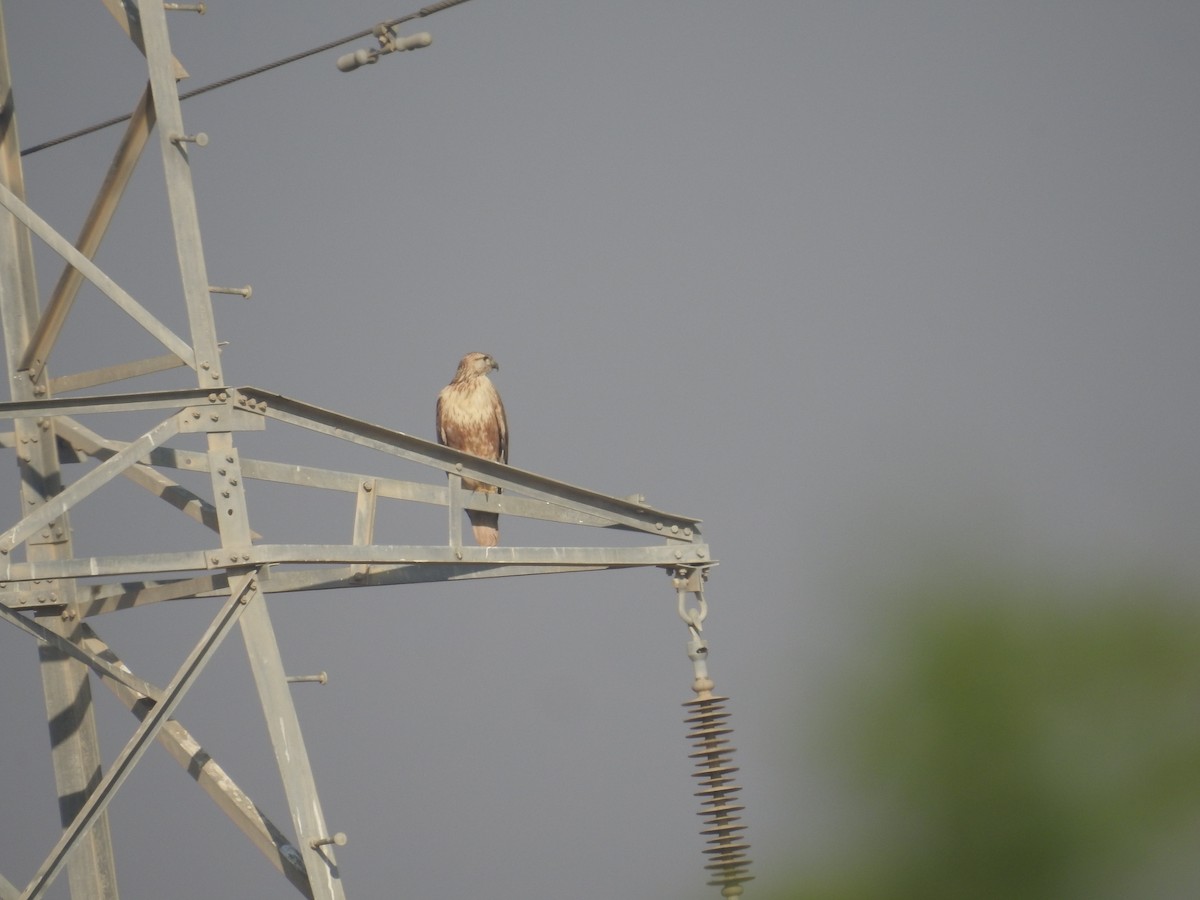 Long-legged Buzzard - ML537720951