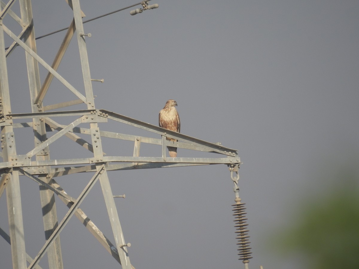 Long-legged Buzzard - ML537720961