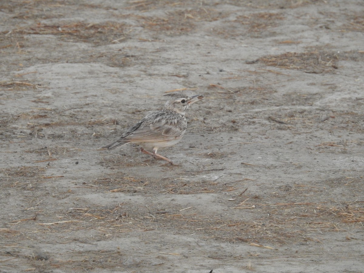 Crested Lark - ML537721401