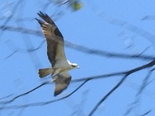 Osprey - ML53772151