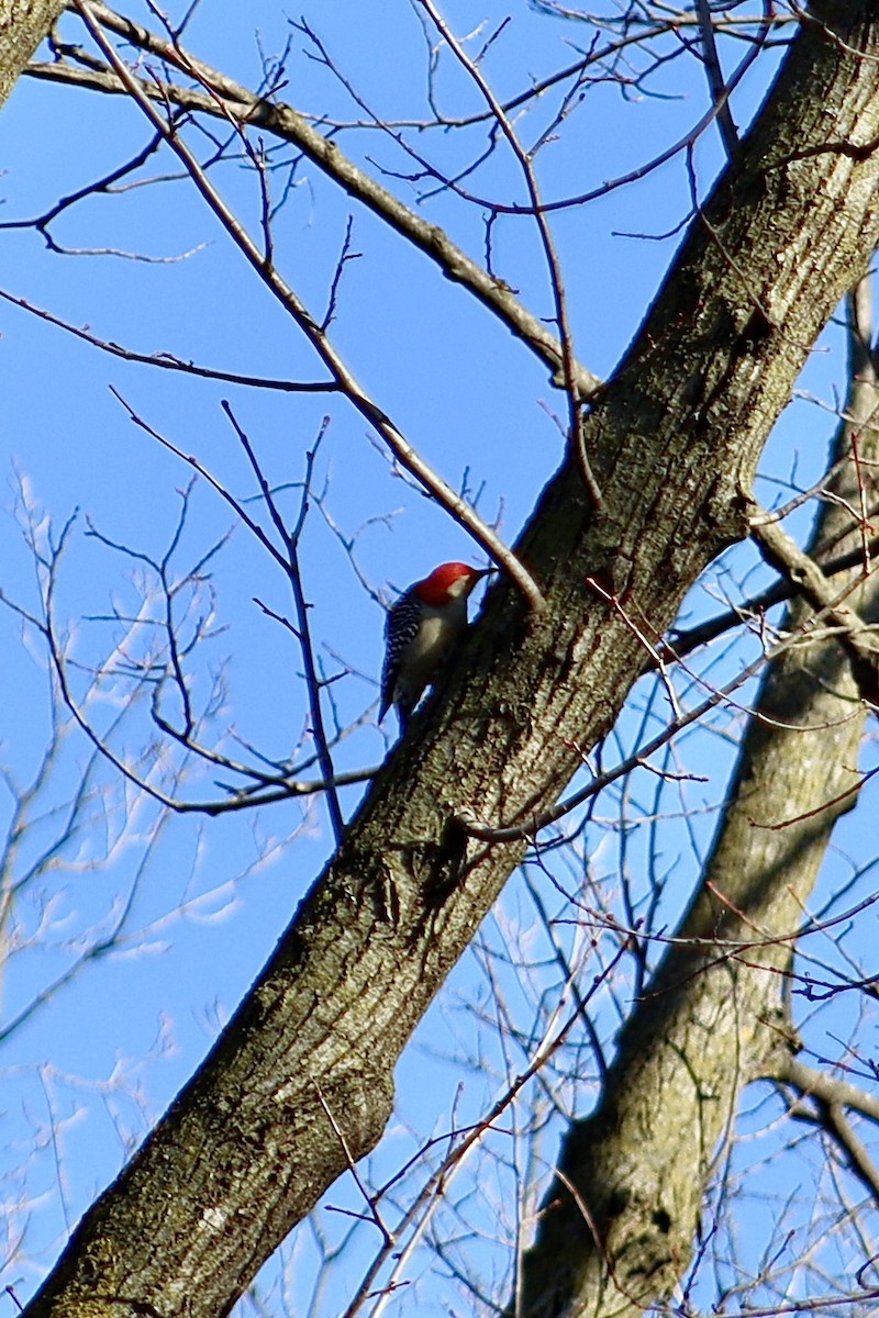 Red-bellied Woodpecker - ML537722901