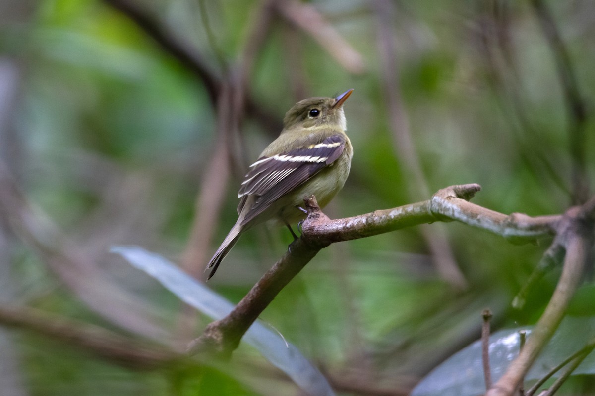 Moucherolle à ventre jaune - ML537723351