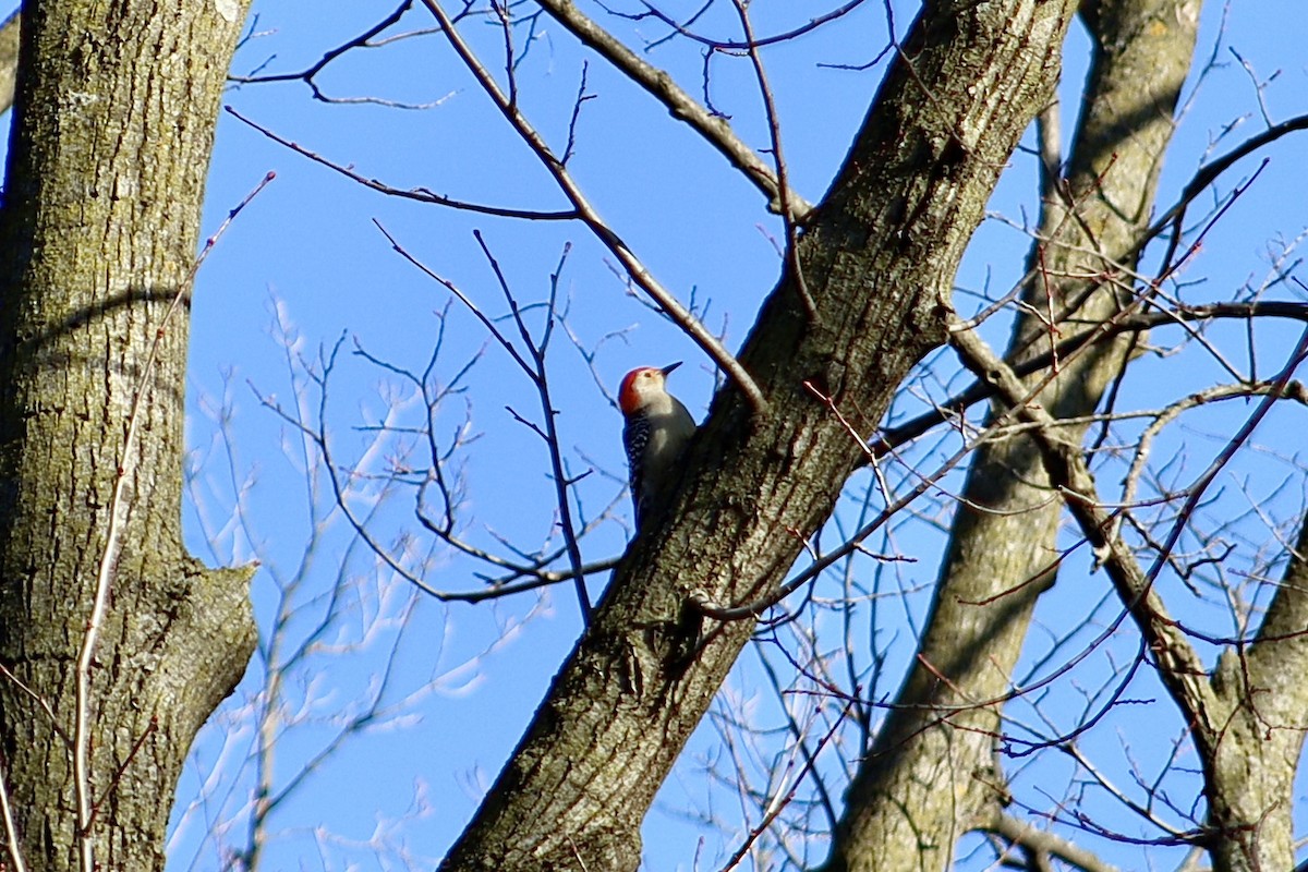 Red-bellied Woodpecker - ML537723461