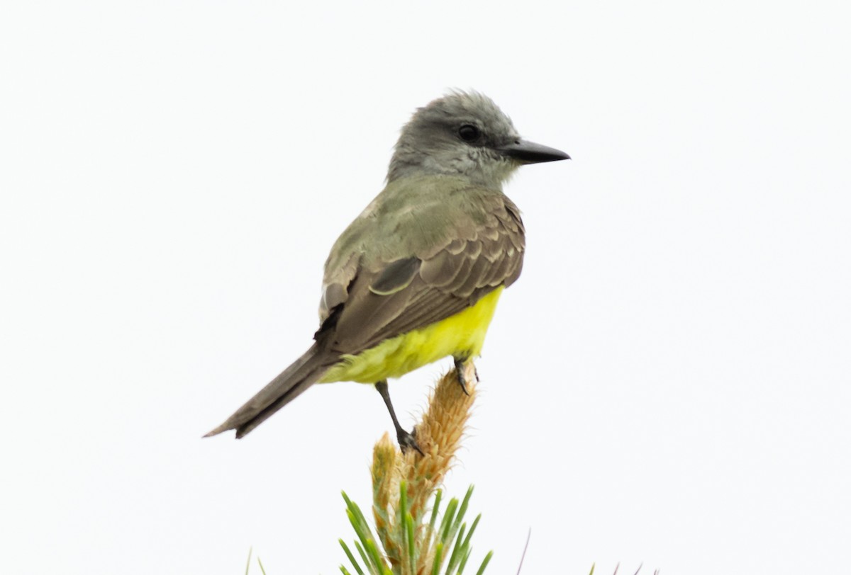Tropical Kingbird - ML537723481