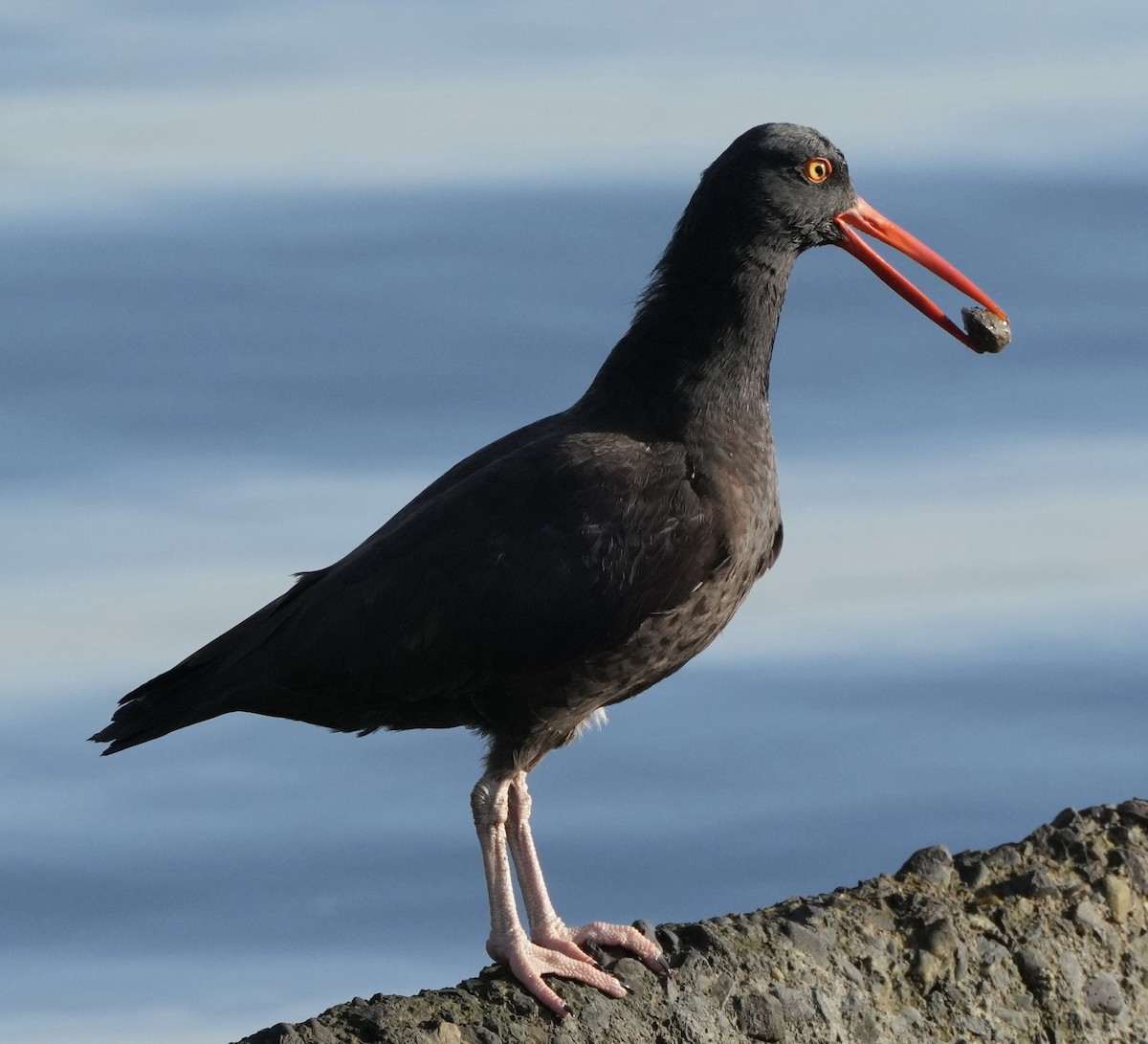 Black Oystercatcher - Charlene Fan