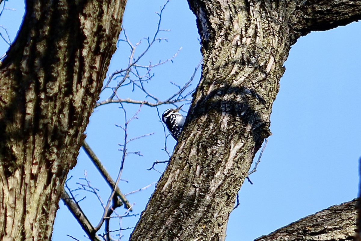 Hairy Woodpecker - ML537723751