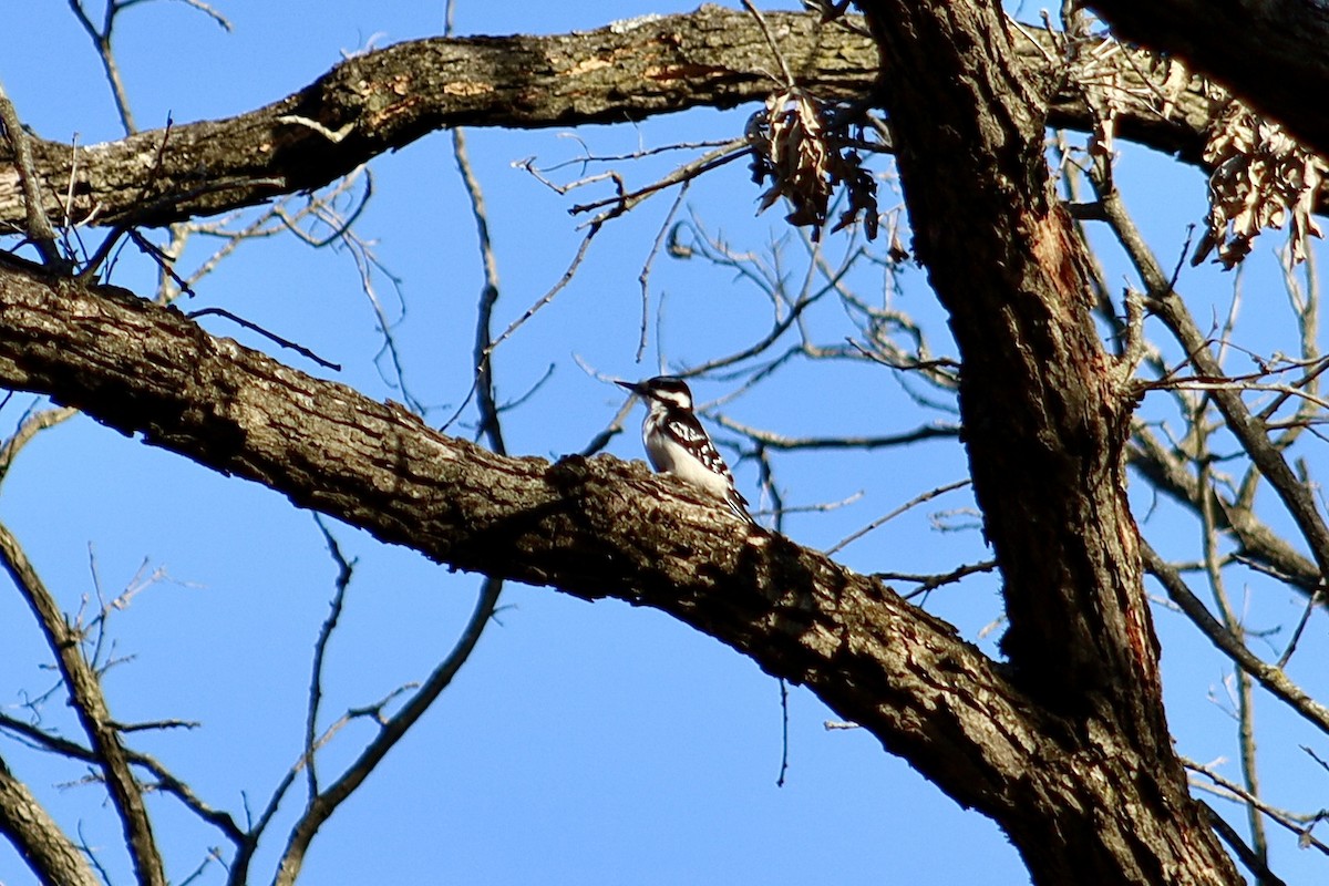 Hairy Woodpecker - ML537723761