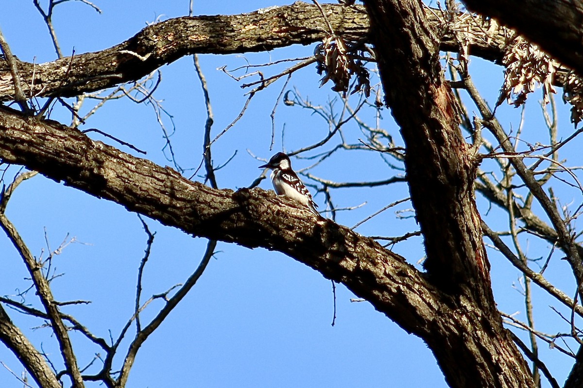 Hairy Woodpecker - ML537723771
