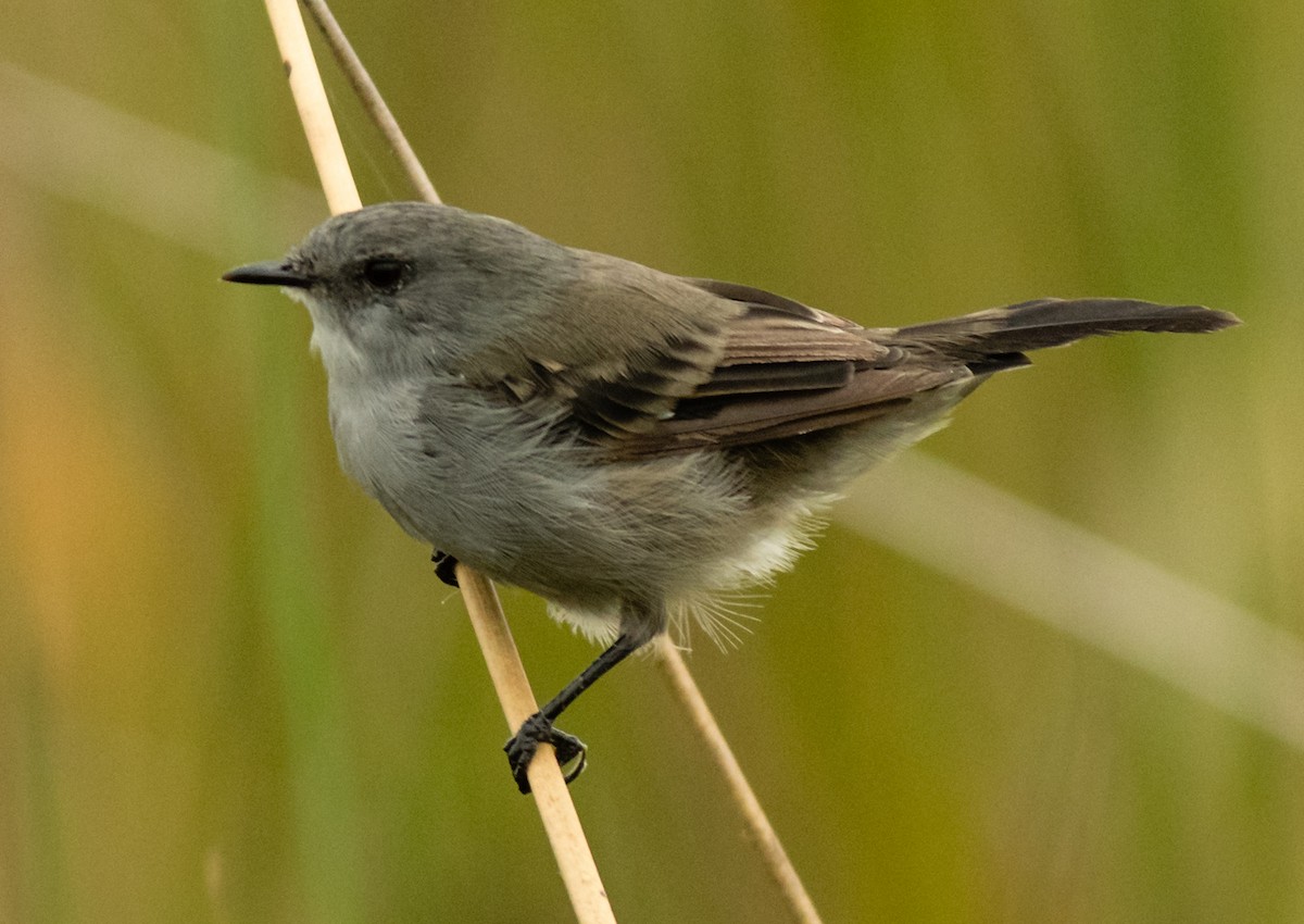 Sooty Tyrannulet - ML537724431