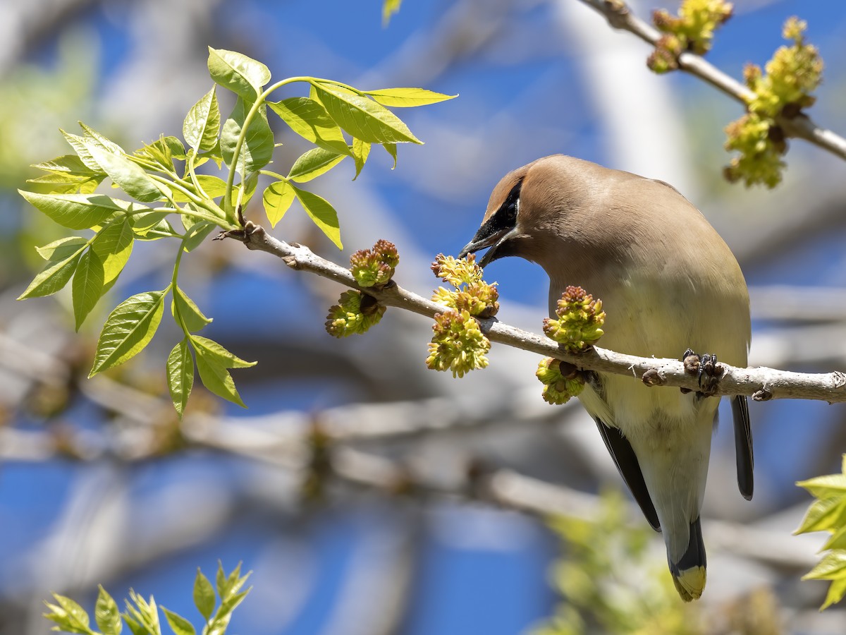 Cedar Waxwing - ML537724711