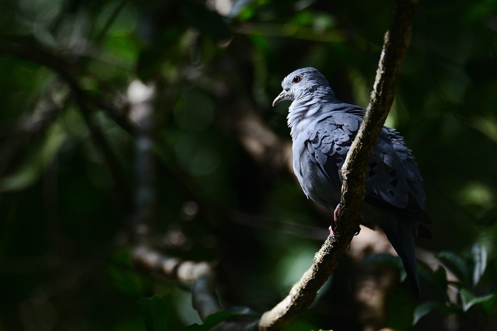 Blue Ground Dove - ML537725891