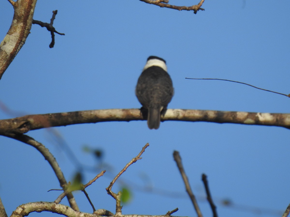 White-necked Puffbird - Bill Townsend