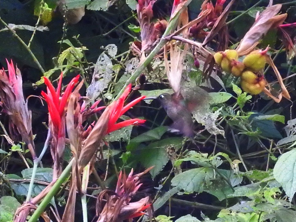 kolibřík fialovoprsý - ML537727861