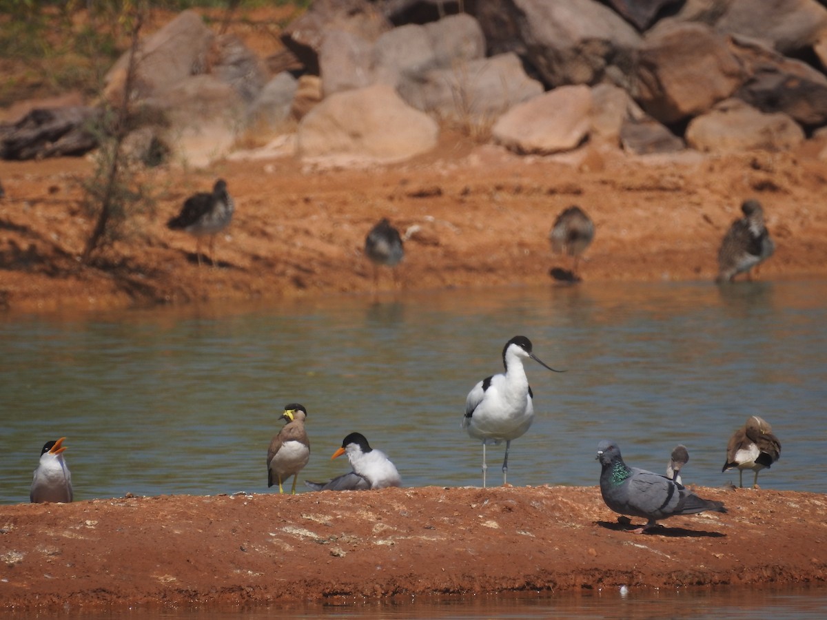 Avoceta Común - ML537729131