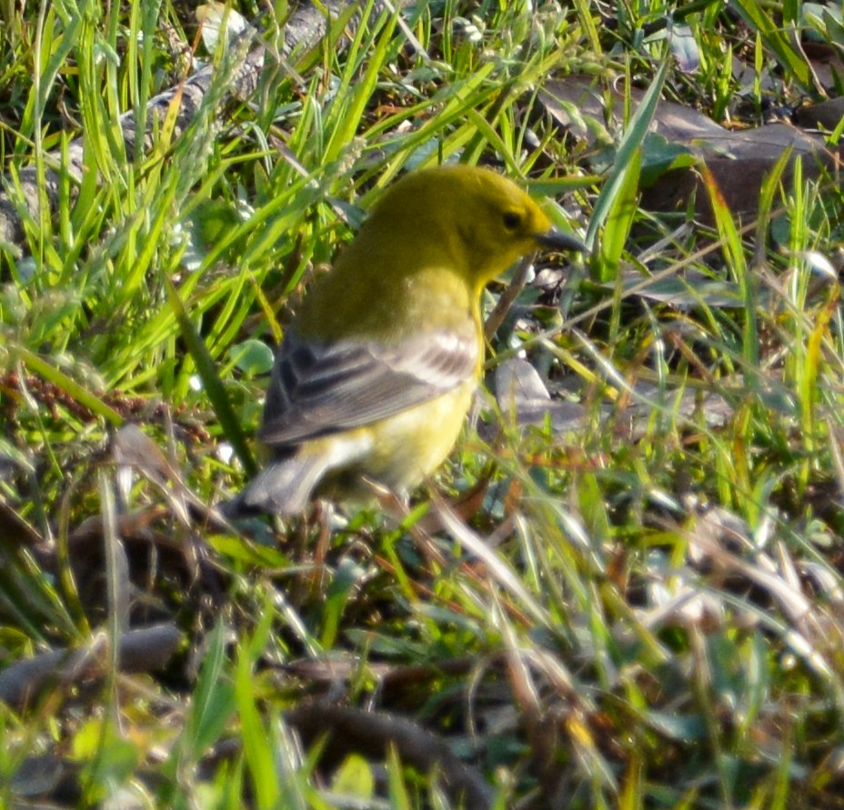 Pine Warbler - Jim Wilson