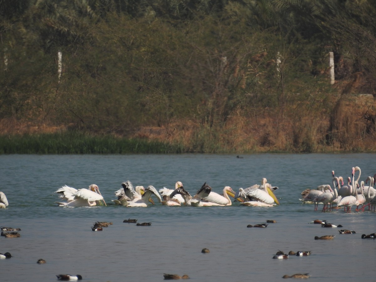 Great White Pelican - Senan D'Souza