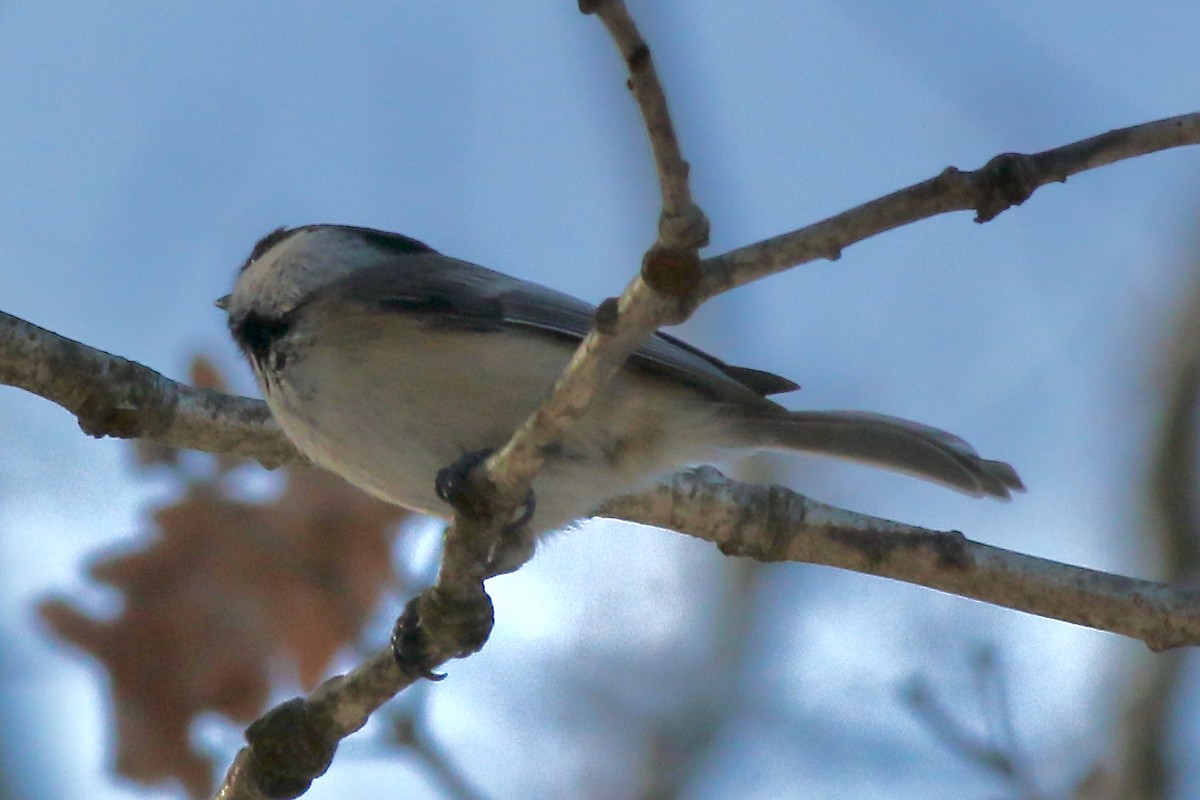 Black-capped Chickadee - ML537730431