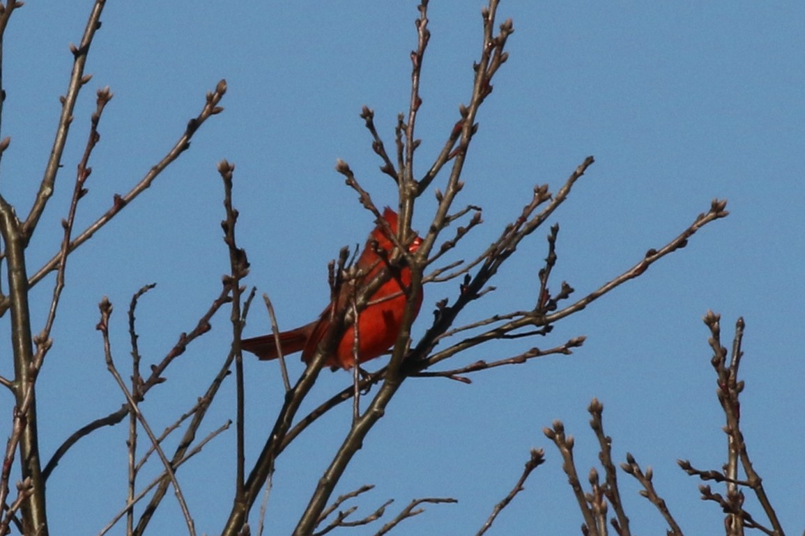 Northern Cardinal - ML537730751