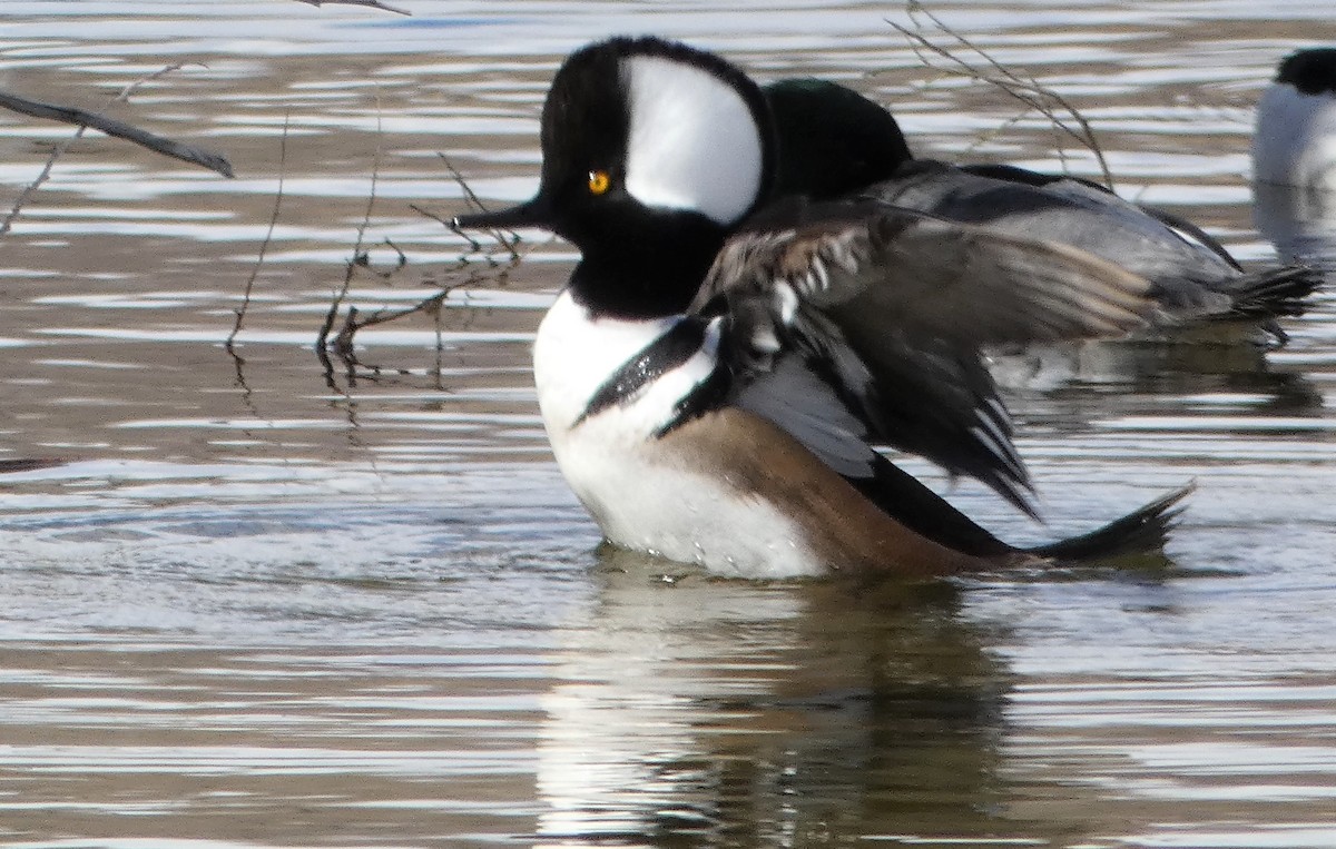 Hooded Merganser - ML537732171