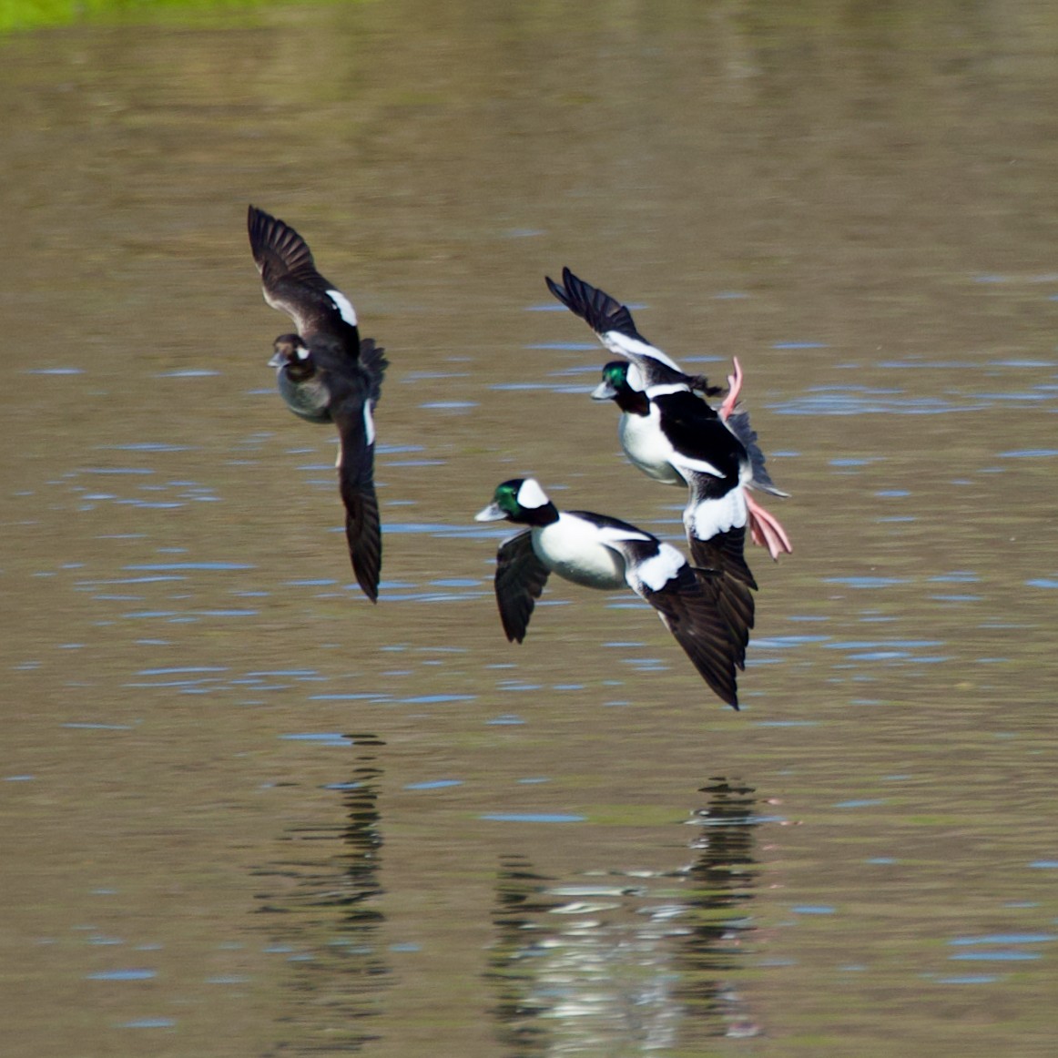 Bufflehead - ML537732741