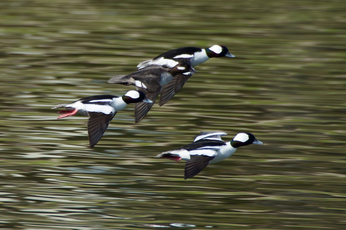 Bufflehead - ML537732751