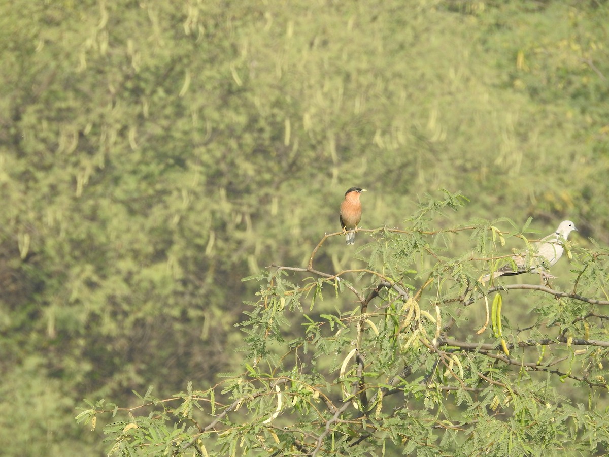 Brahminy Starling - Senan D'Souza