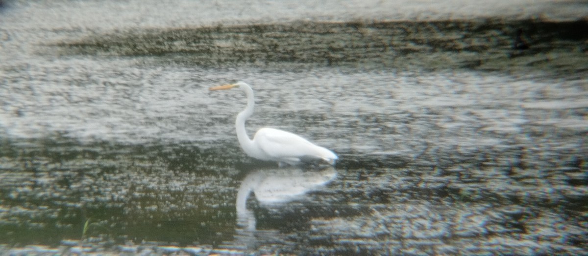 Great Egret - ML537733171