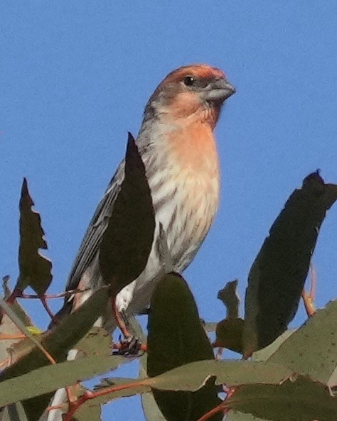 House Finch - ML537733481