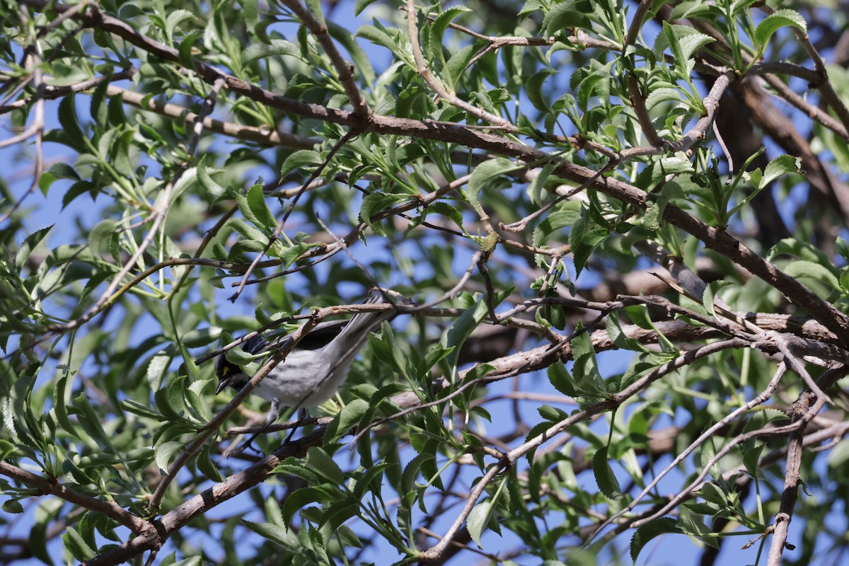 Black-throated Gray Warbler - ML537734611