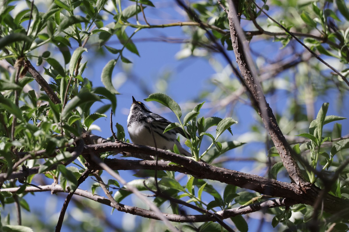 Black-throated Gray Warbler - ML537734661