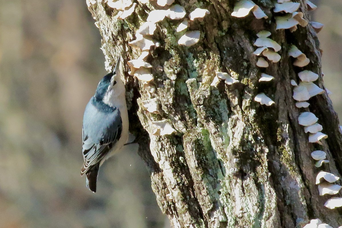 White-breasted Nuthatch - ML537734871
