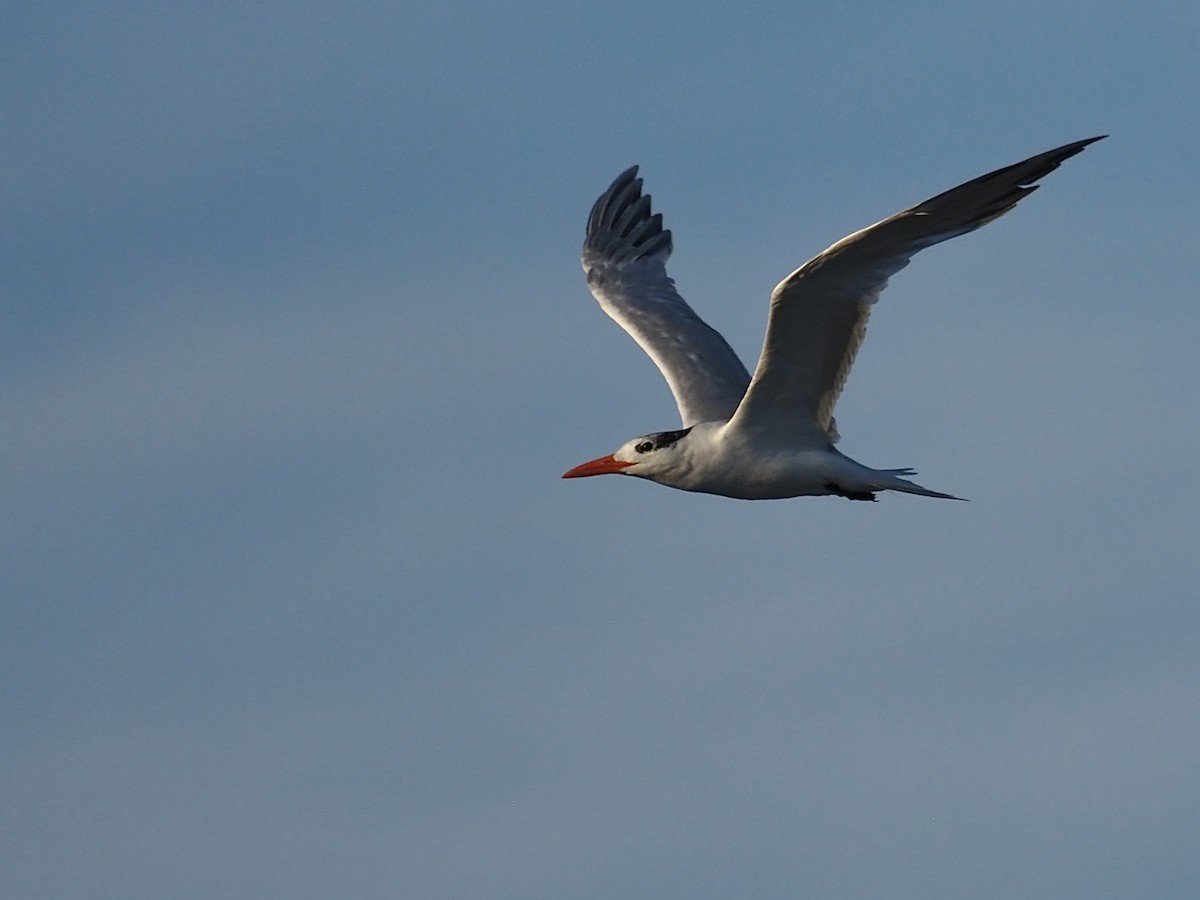 Royal Tern - Joe Taglairino