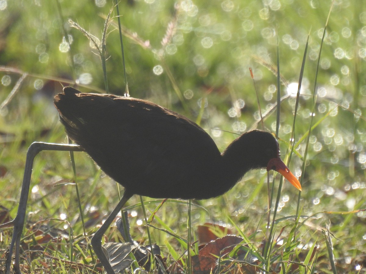 Wattled Jacana - ML537735811