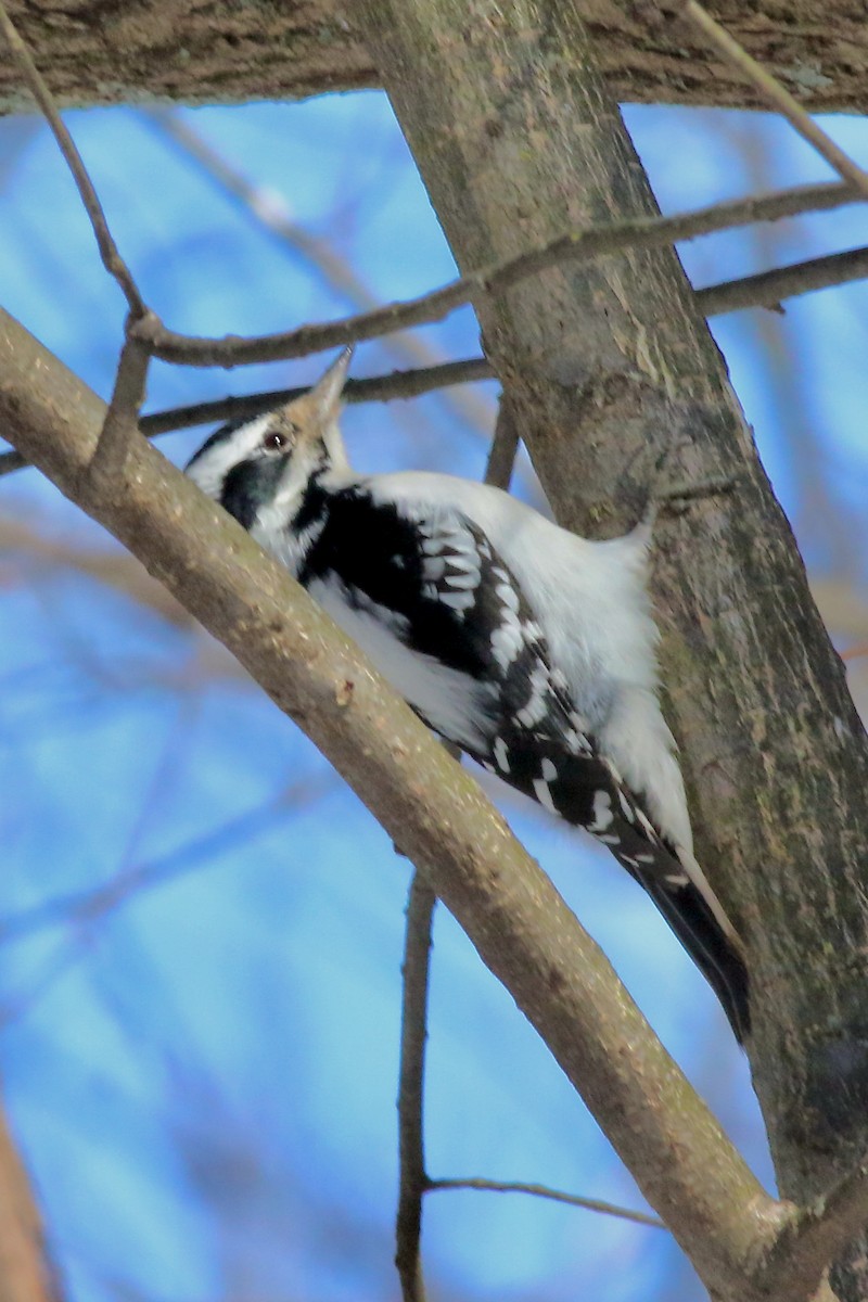 Downy/Hairy Woodpecker - ML537736551