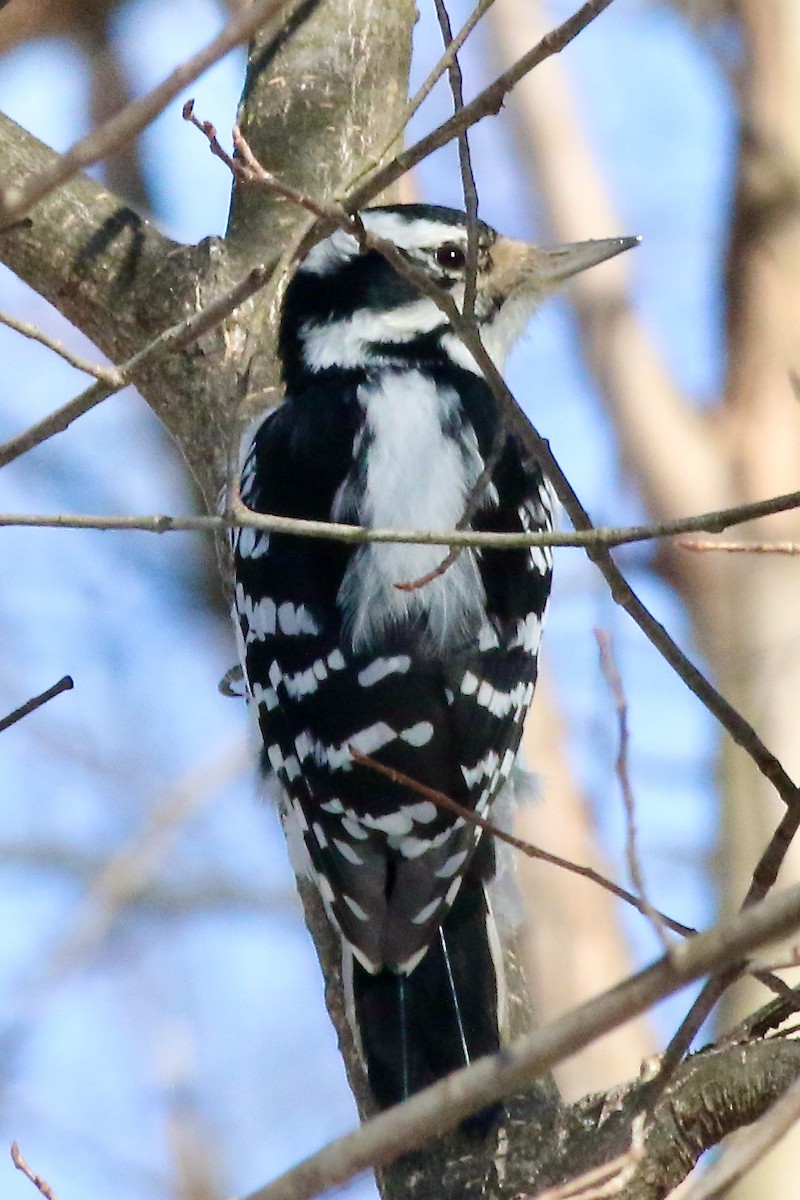 Downy/Hairy Woodpecker - ML537737251