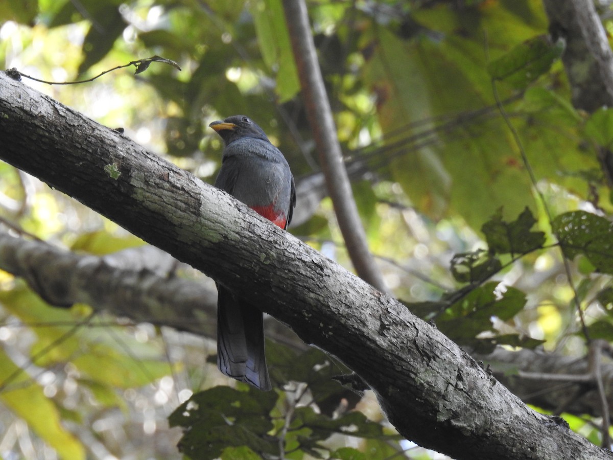 Trogon de Masséna - ML537737591