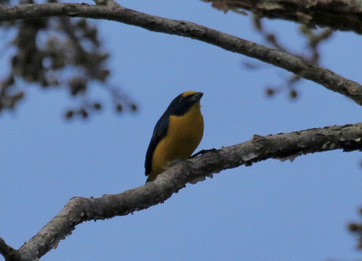 Yellow-throated Euphonia - ML537738281