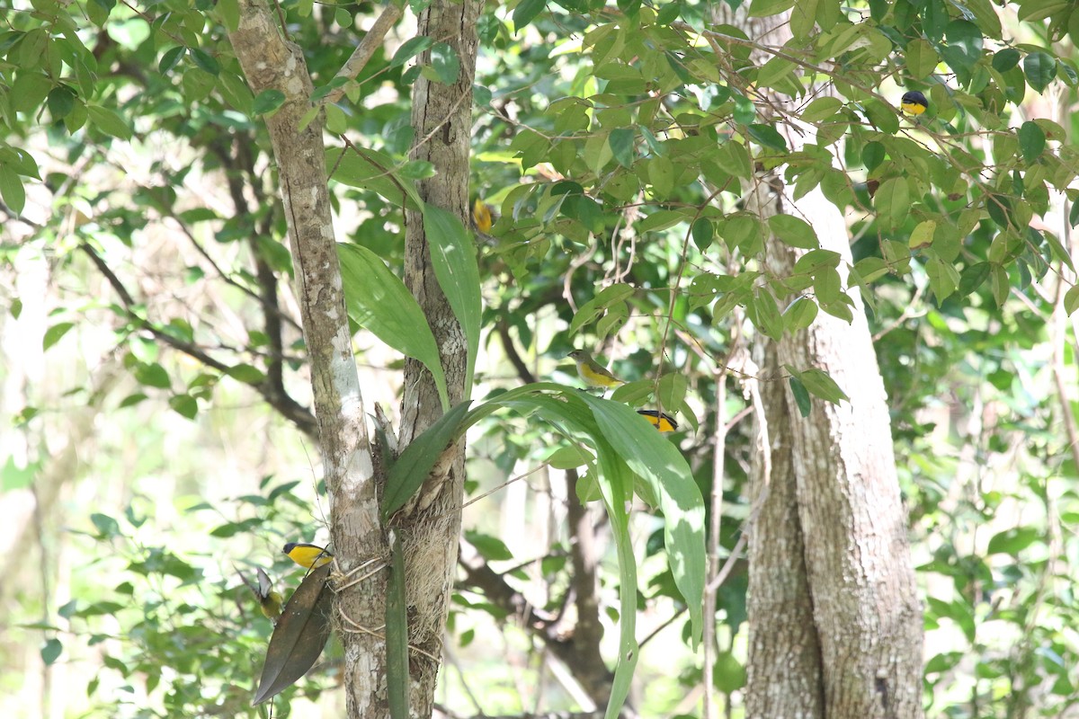 Yellow-throated Euphonia - ML537738291