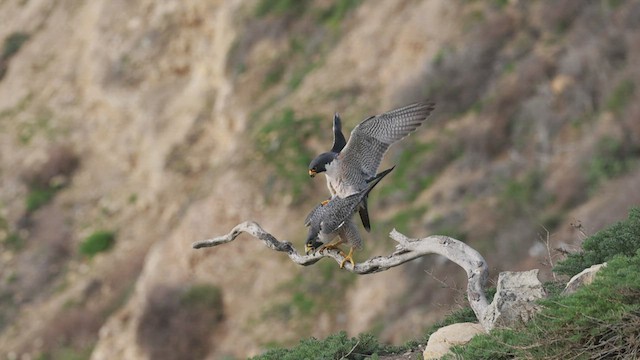 Halcón Peregrino - ML537738571