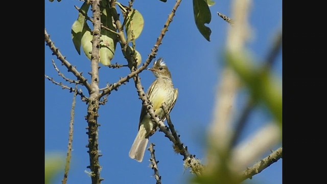 マダラシラギクタイランチョウ - ML537739101