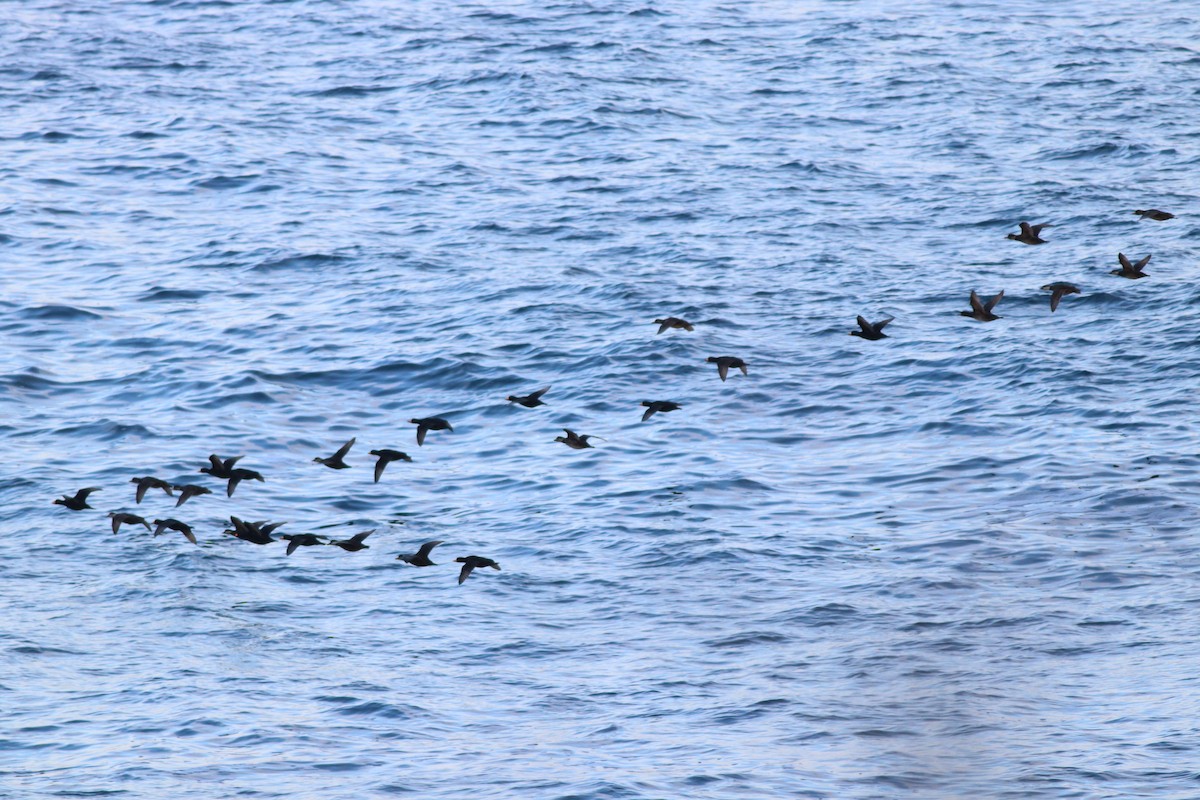 Black Scoter - ML537739141