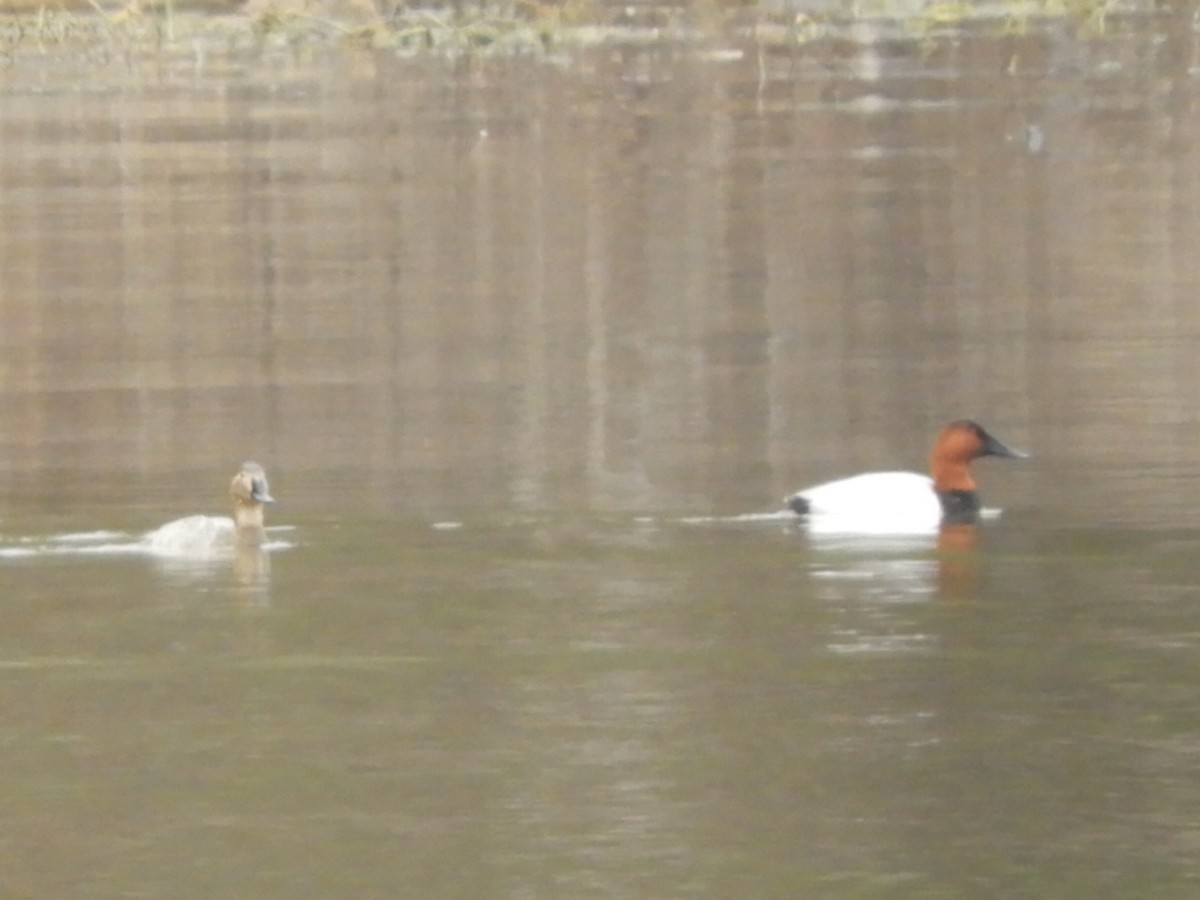 Canvasback - ML537739451