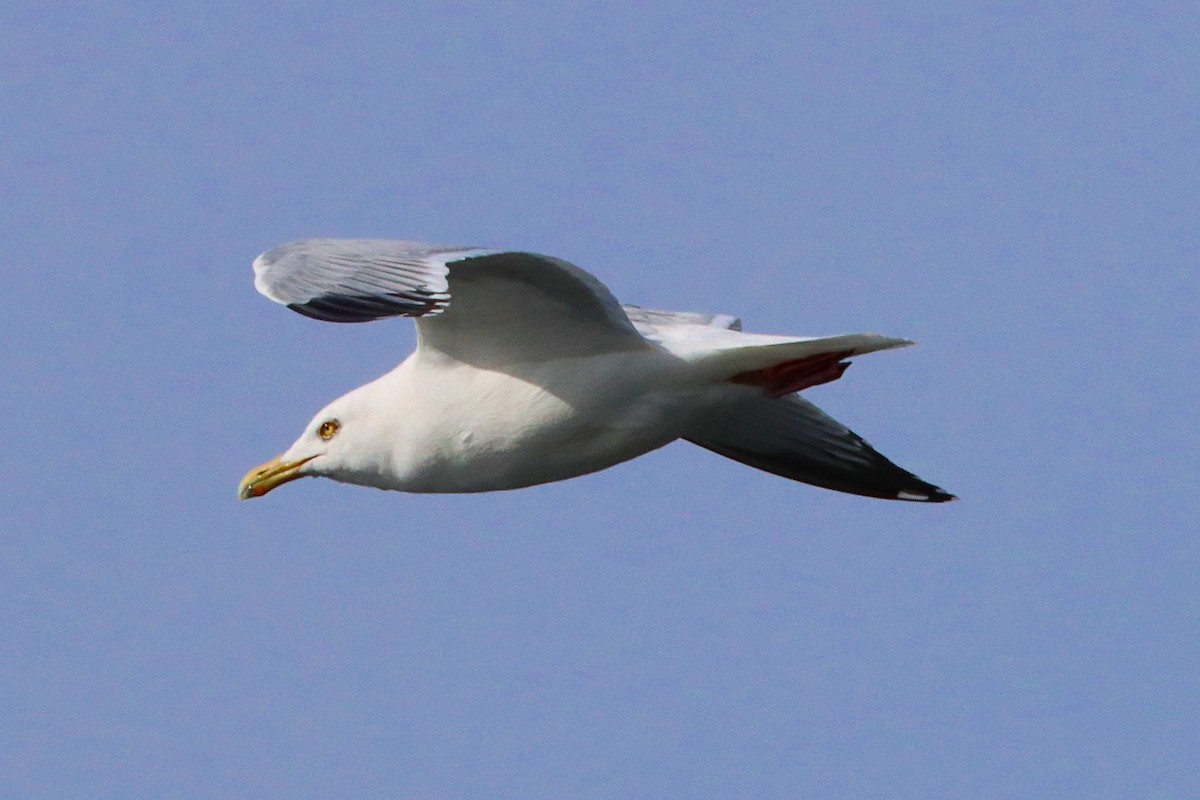 Herring Gull - ML537739481