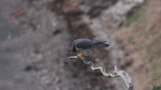 Halcón Peregrino - ML537739521